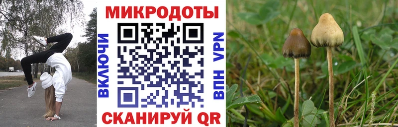 Псилоцибиновые грибы Psilocybe  Фрязино 